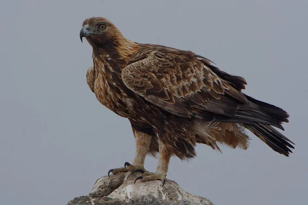 Steinadler — Stockfoto