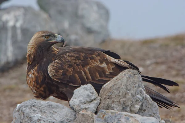 Águila real — Foto de Stock