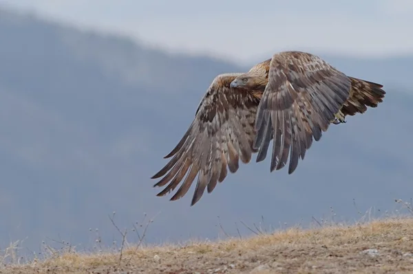 Steinadler — Stockfoto