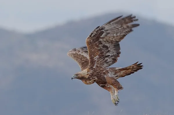 Golden Eagle — Stock Photo, Image