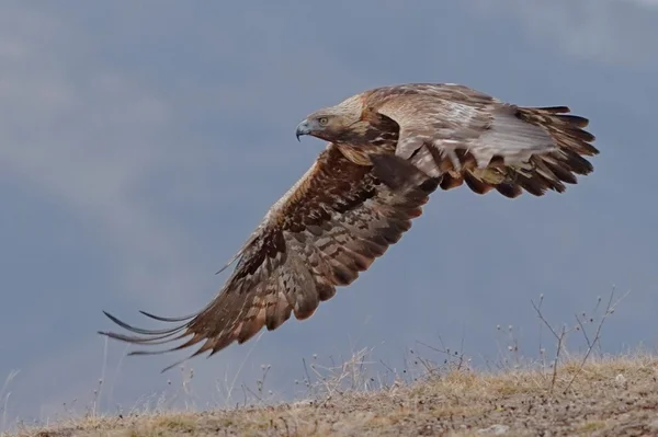 Steinadler — Stockfoto