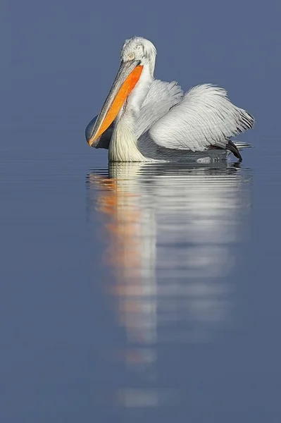 Dalmatian pelican — Stock Photo, Image