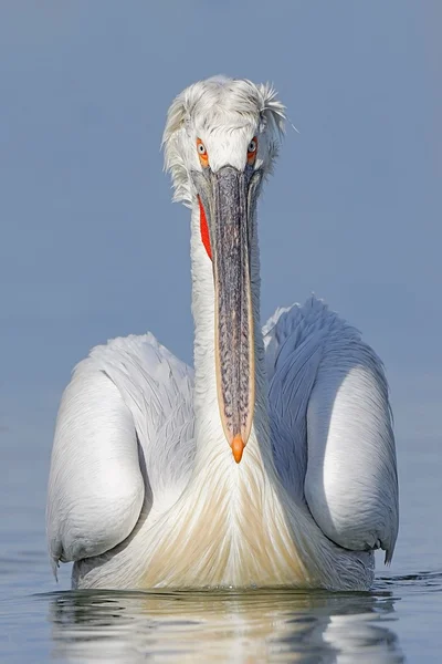 Dalmatian pelican — Stock Photo, Image