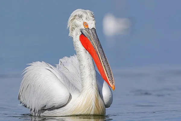 Pelicano dálmata — Fotografia de Stock