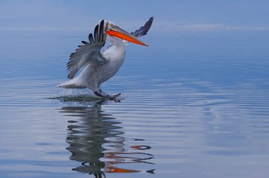 Dalmaçyalı Pelikan