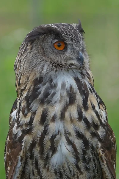 Búho águila — Foto de Stock