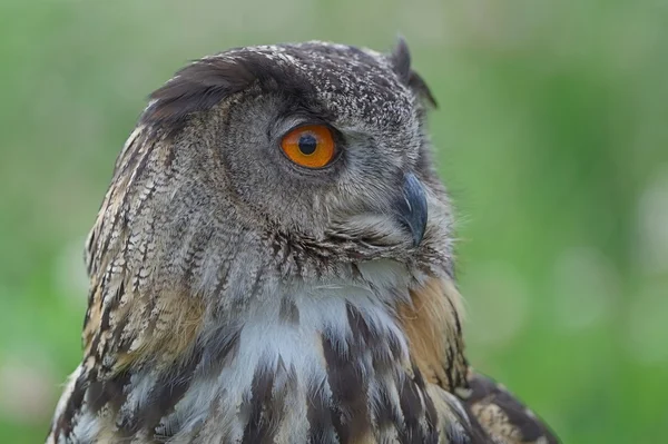 Búho águila — Foto de Stock