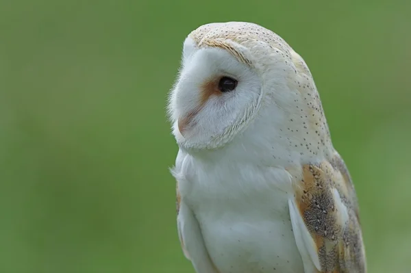 Barn owl — Stock Photo, Image