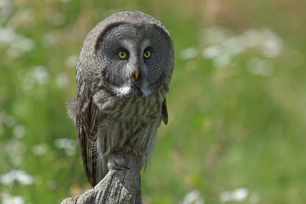 Große graue Eule — Stockfoto