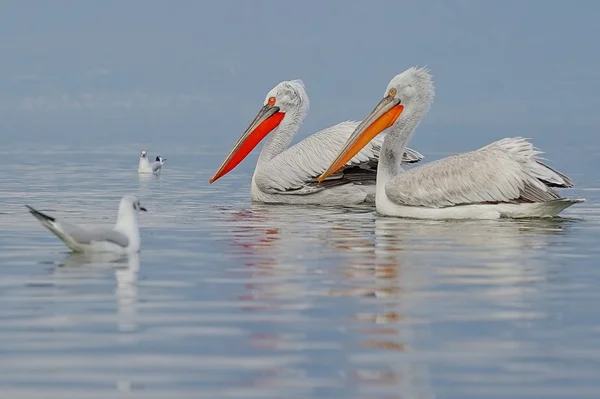 Pelicanul dalmatian — Fotografie, imagine de stoc