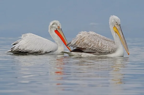 Dalmatian pelican — Stock Photo, Image