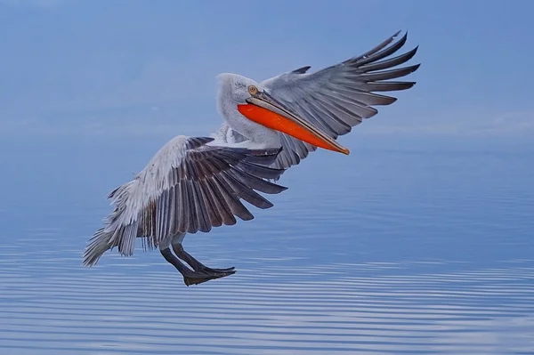 Dalmatian pelican flying — Stockfoto