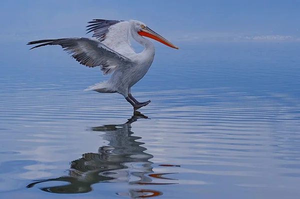 Dalmatian pelican — Stock Photo, Image