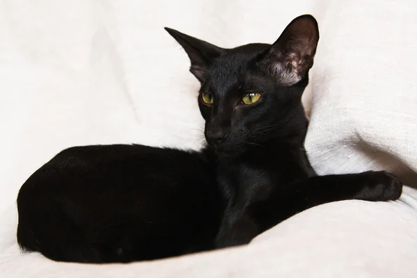 Zwarte jonge kat op zoek naar de kant — Stockfoto