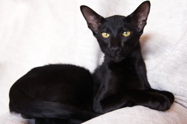 Zwarte kat op zoek naar de cameralens — Stockfoto