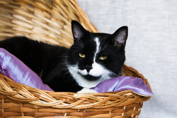 Gato preto e branco deitado em uma cesta — Fotografia de Stock
