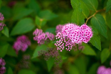 evin yanında pembe çiçekli çalı