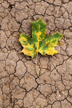 akçaağaç yaprağı kırık dünya üzerinde yer alır.