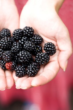 avuç içinde lezzetli blackberry aromalı aittir