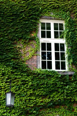 Yeşil sarmaşık ve fener duvar üstünde pencere