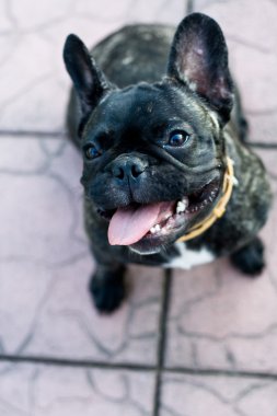 Peynirli Fransız buldozer lens arıyorum