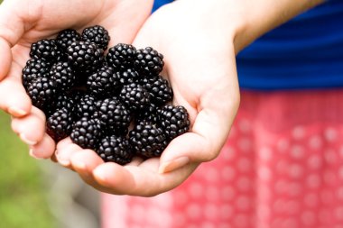 avuç içinde lezzetli blackberry aromalı aittir