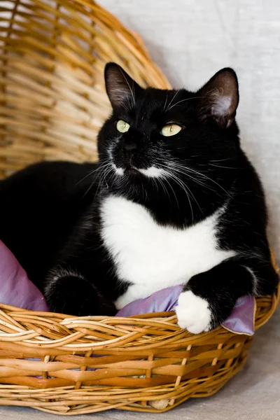 Gato blanco y negro acostado en una cesta —  Fotos de Stock