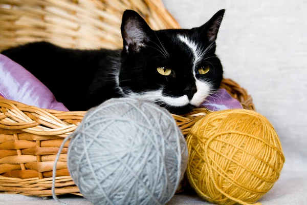 Gato blanco y negro acostado en una cesta — Foto de Stock