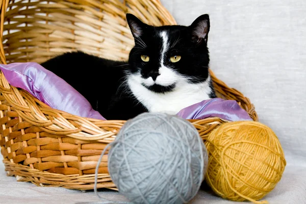 Gato blanco y negro acostado en una cesta — Foto de Stock
