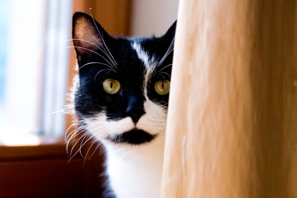 Gatto bianco e nero nascosto dietro una tenda gialla — Foto Stock