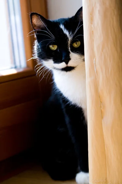 Gato preto e branco escondido atrás de uma cortina amarela — Fotografia de Stock