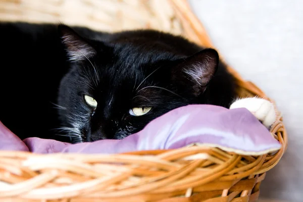 Zwart-witte kat liggen in een mand — Stockfoto