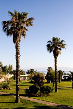 palmiye ağaçları ve yeşil çim zemin deniz ve dağlar, peloponnese, Yunanistan.