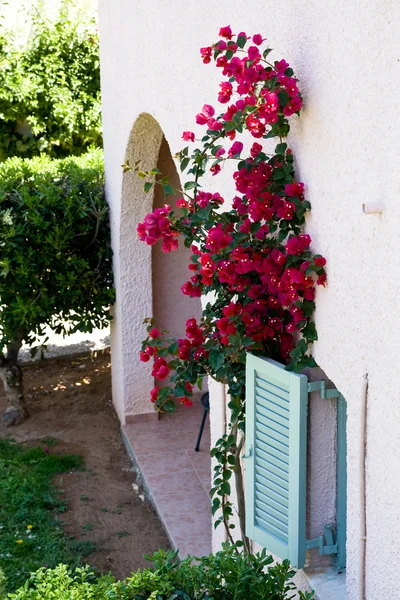 Roze huis en een struik met rode bloemen in de buurt van hem — Stockfoto