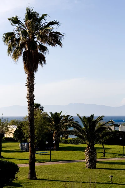 Palme ed erba verde sullo sfondo del mare e delle montagne, Peloponneso, Grecia . — Foto Stock