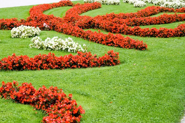 Un lit de fleurs avec des fleurs blanches rouges et de l'herbe verte — Photo