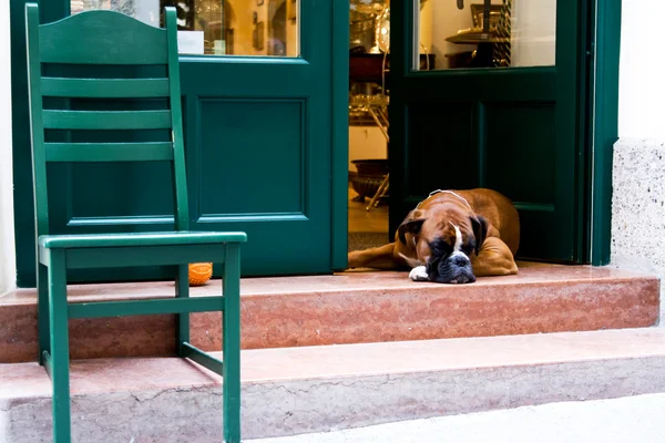 Funny dog lying on the stool near the rapids — Stock Photo, Image