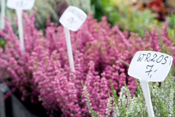 Baskets of bright colors of heather on a sunny day — Stock Photo, Image