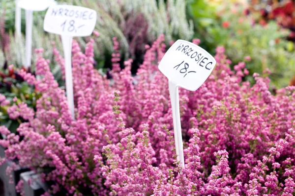 heather güneşli bir parlak renkler sepetleri
