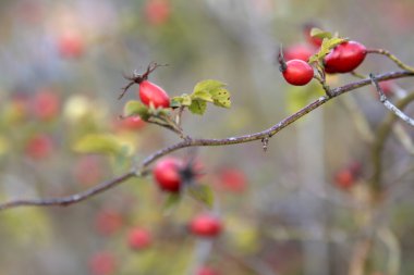 Bush ile sonbahar güneşli gün kırmızı kalça