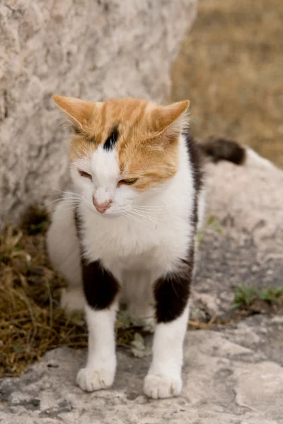 Gato Tri-color que vive nas ruínas de Atenas, Grécia — Fotografia de Stock