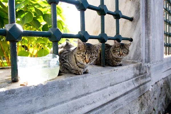 Katten in istanbul zitten in de buurt van het hek — Stockfoto