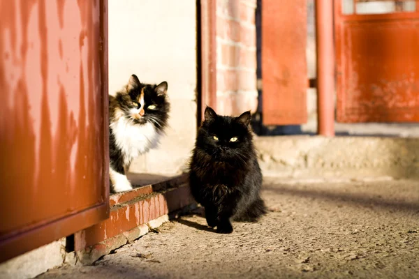 Güneşli bir günde dışarıda oturan üç renk ve siyah kedi — Stok fotoğraf