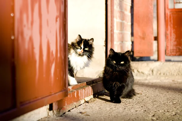 Preto e tricolor gato sentado no quintal em um dia ensolarado — Fotografia de Stock