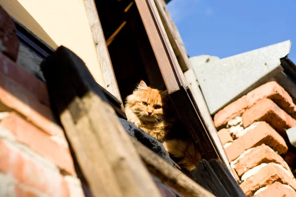 Orange cat hiding in the attic on a sunny day — Stock Photo, Image