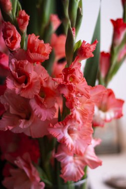 Pembe gladiolus kılıcı zambak buketi kapalı alanda.