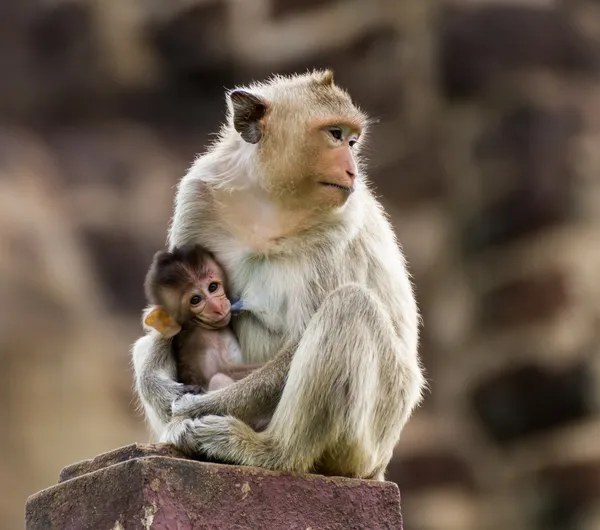 Baby aap en moeder — Stockfoto