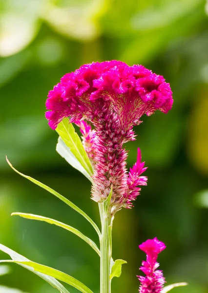 Flor de Cockscomb — Fotografia de Stock