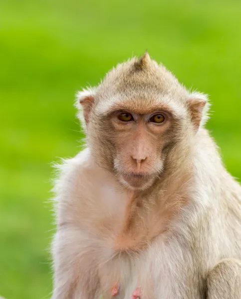 Macaque mongkey closeup — Stock Photo, Image