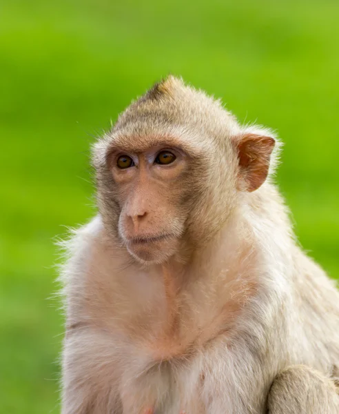 Makakenaffen Nahaufnahme — Stockfoto